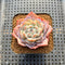 Echeveria 'Pink Barbie' Jelly Type (핑크바비) 2" Succulent Plant Cutting