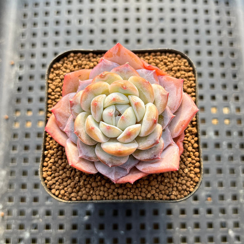 Echeveria 'Pink Barbie' Jelly Type (핑크바비) 2" Succulent Plant Cutting