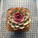 Echeveria 'Spicy Rose' 2" Succulent Plant Cutting