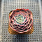 Echeveria 'Ellis' 2" Succulent Plant Cutting