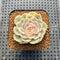 Echeveria 'Onslow' White Variegated 2" Succulent Plant Cutting