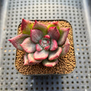 Echeveria Agavoides 'Blue Jeans' Variegated 2" Succulent Plant Cutting