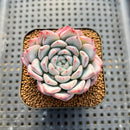 Echeveria 'Tiamo' 2" Succulent Plant Cutting