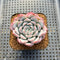 Echeveria 'Tiamo' 2" Succulent Plant Cutting