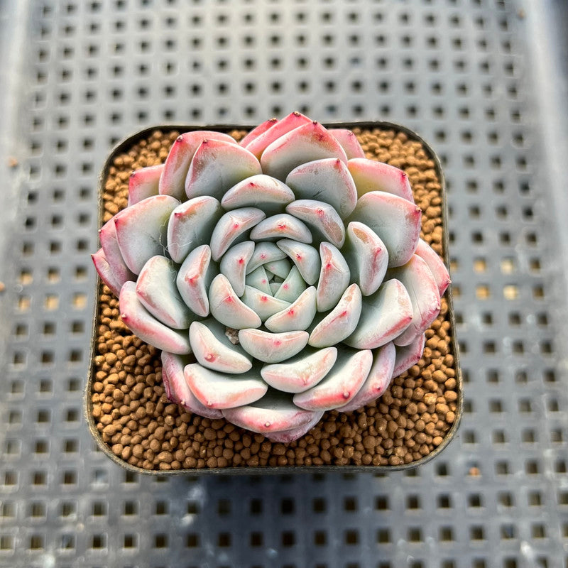 Echeveria 'Tiamo' 2" Succulent Plant Cutting