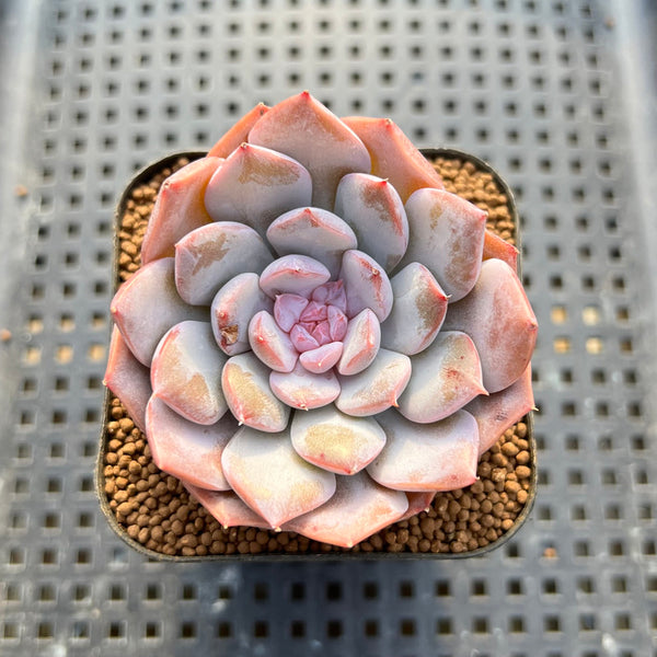 Echeveria 'Art Pink' 2" New Hybrid Succulent Plant Cutting