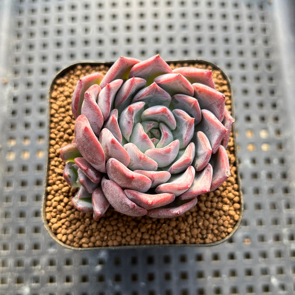 Echeveria 'Segovia' 2" Succulent Plant Cutting