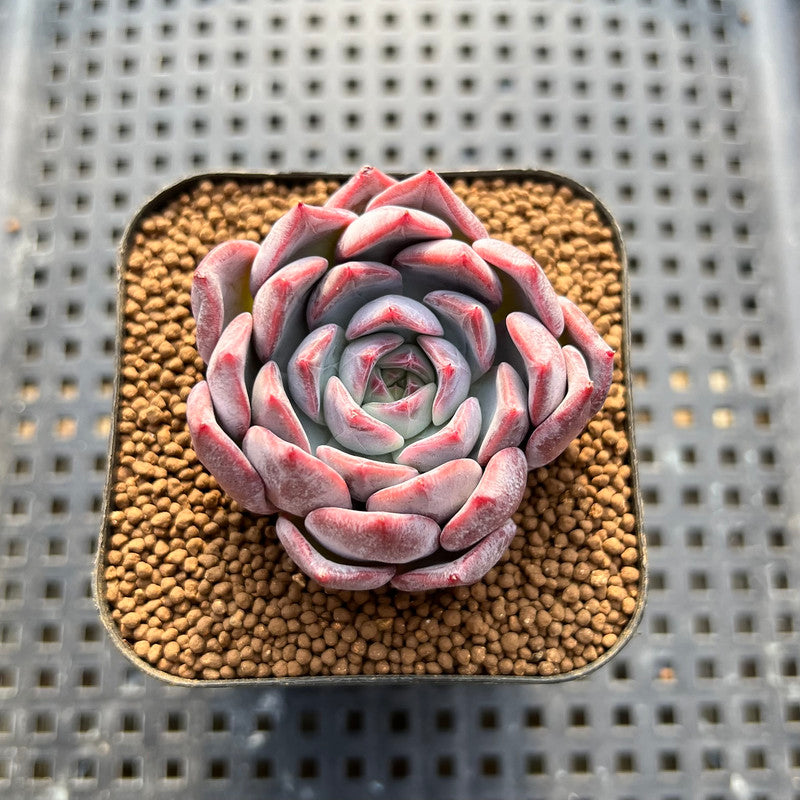 Echeveria 'Segovia' 2" Succulent Plant Cutting