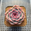 Echeveria 'Lavender Rose' 2" Succulent Plant Cutting