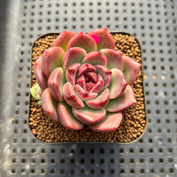 Echeveria 'Desert Fox' New Hybrid 2" Succulent Plant Cutting