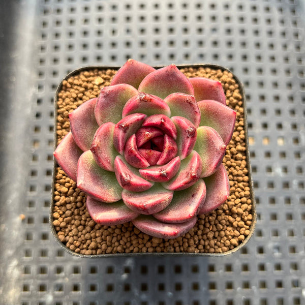 Echeveria 'Desert Fox' New Hybrid 2" Succulent Plant Cutting