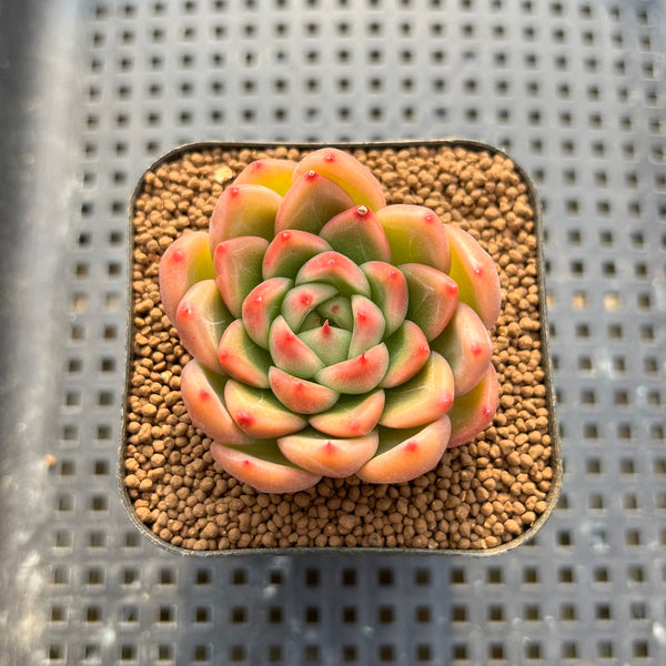 Echeveria 'Sunny' 2" Succulent Plant Cutting