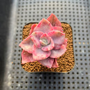 Graptopetalum 'Bainesii' Variegated 2" Succulent Plant Cutting