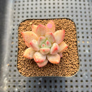 Pachyveria 'Fresh Champagne' 2" Succulent Plant Cutting