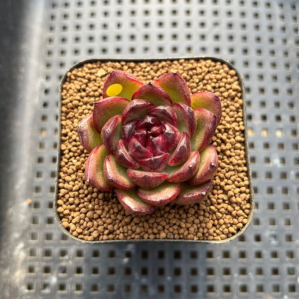 Echeveria sp. 2" Succulent Plant Cutting