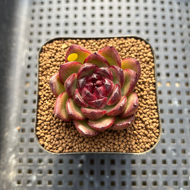 Echeveria sp. 2" Succulent Plant Cutting