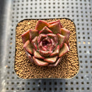 Echeveria sp. 2" Succulent Plant Cutting