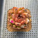 Echeveria sp. 2" Succulent Plant Cutting