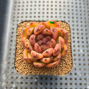 Echeveria sp. 2" Succulent Plant Cutting