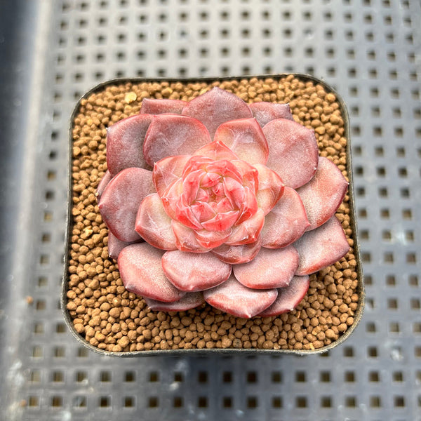 Echeveria 'Pumpkin' 2" Succulent Plant Cutting