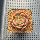 Echeveria 'Raju' 2" Succulent Plant Cutting