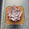 Echeveria 'Black Sabbath' 2" Succulent Plant Cutting