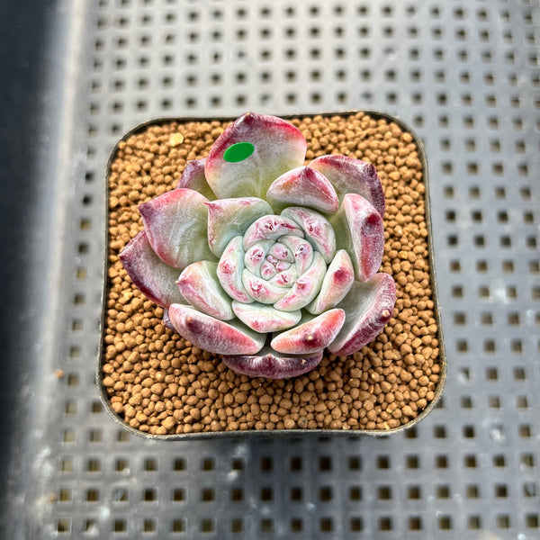 Echeveria 'Black Sabbath' 2" Succulent Plant Cutting