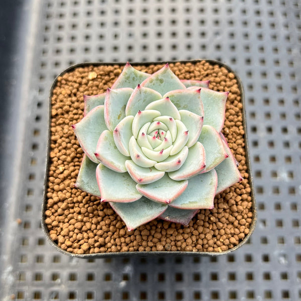 Echeveria 'Lágrima' 2" Succulent Plant Cutting