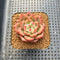 Echeveria 'Charlotte' 2" Succulent Plant Cutting