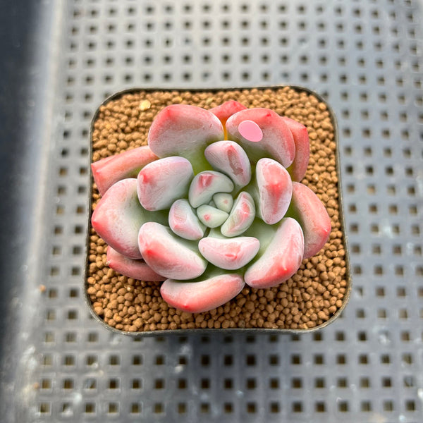 Graptoveria 'Bubble Monster' 2" New Hybrid Succulent Plant Cutting