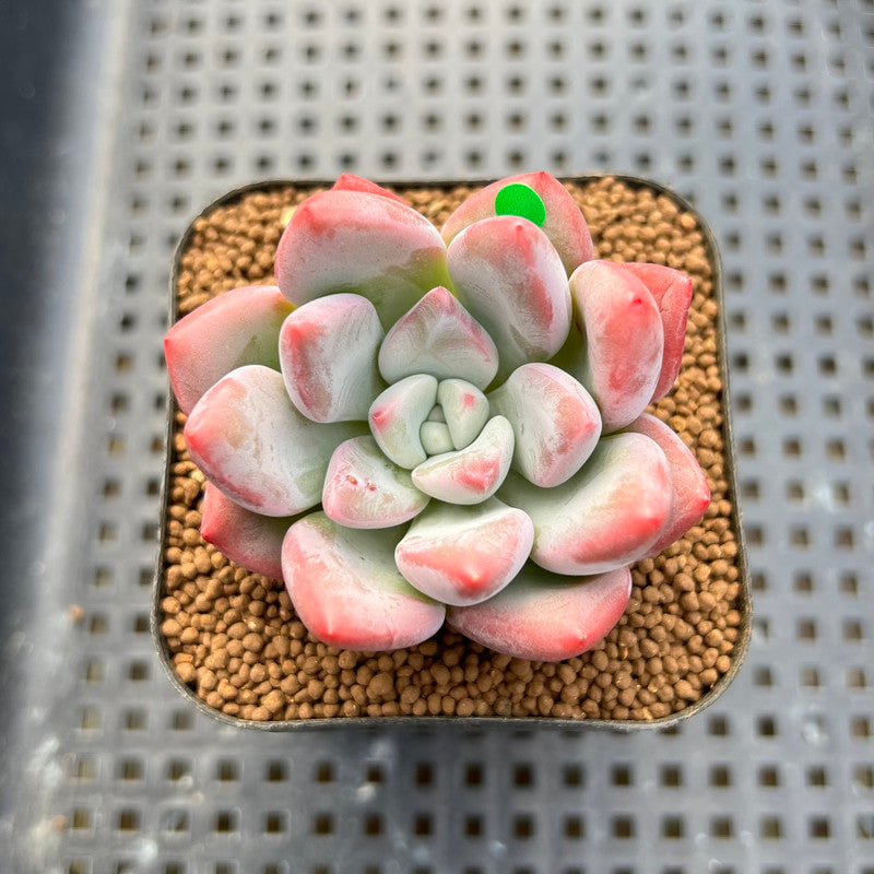 Graptoveria 'Bubble Monster' 2" New Hybrid Succulent Plant Cutting