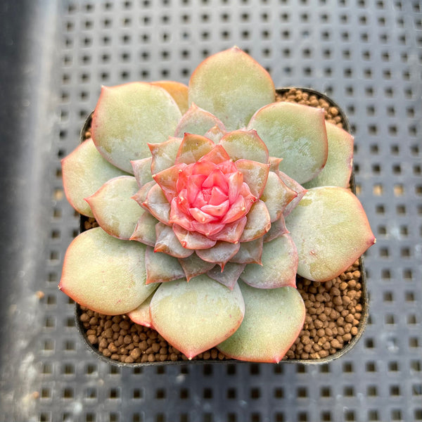 Echeveria 'Blossoming' Jelly Type 2" Succulent Plant Cutting