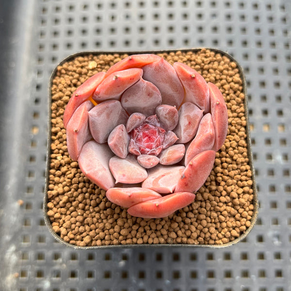 Echeveria 'Art Pink' 2" New Hybrid Succulent Plant Cutting