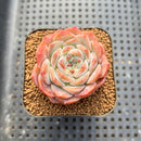 Echeveria 'Ultraviolet' 2" Succulent Plant Cutting