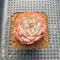 Echeveria 'Ultraviolet' 2" Succulent Plant Cutting