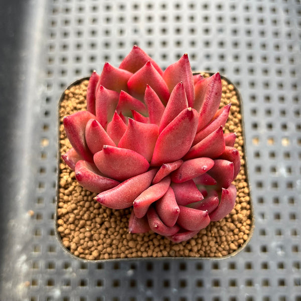 Echeveria Agavoides 'Primori' 2" Succulent Plant Cutting