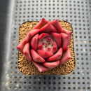 Echeveria Agavoides 'Primori' 2" Succulent Plant Cutting