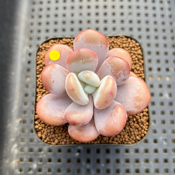 Graptoveria 'Lalla' 2" Succulent Plant Cutting