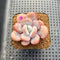 Graptoveria 'Lalla' 2" Succulent Plant Cutting