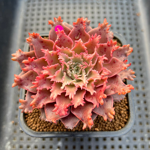 Graptoveria 'Starfire' 2" (Suculentia Original Hybrid) Succulent Plant Cutting