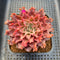 Graptoveria 'Starfire' 2" (Suculentia Original Hybrid) Succulent Plant Cutting