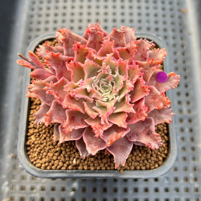 Graptoveria 'Starfire' 2" (Suculentia Original Hybrid) Succulent Plant Cutting