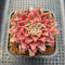 Graptoveria 'Starfire' 2" (Suculentia Original Hybrid) Succulent Plant Cutting