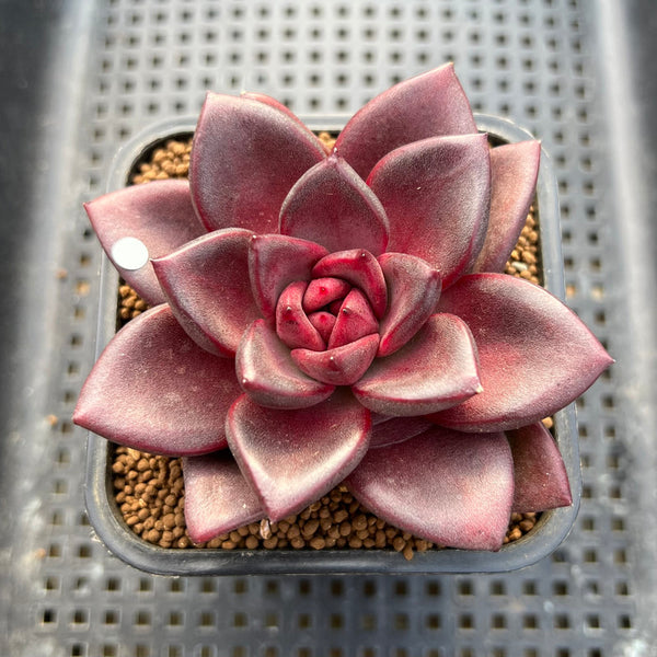 Echeveria 'Pine Rose' Wide Leaf 2"-3" Succulent Plant Cutting