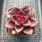 Echeveria 'Pine Rose' Wide Leaf 2"-3" Succulent Plant Cutting