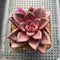 Echeveria 'Pine Rose' Wide Leaf 2"-3" Succulent Plant Cutting