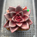 Echeveria 'Pine Rose' Wide Leaf 2"-3" Succulent Plant Cutting