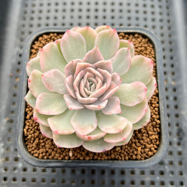 Echeveria 'Mexican Snowball' Variegated 3" Succulent Plant Cutting