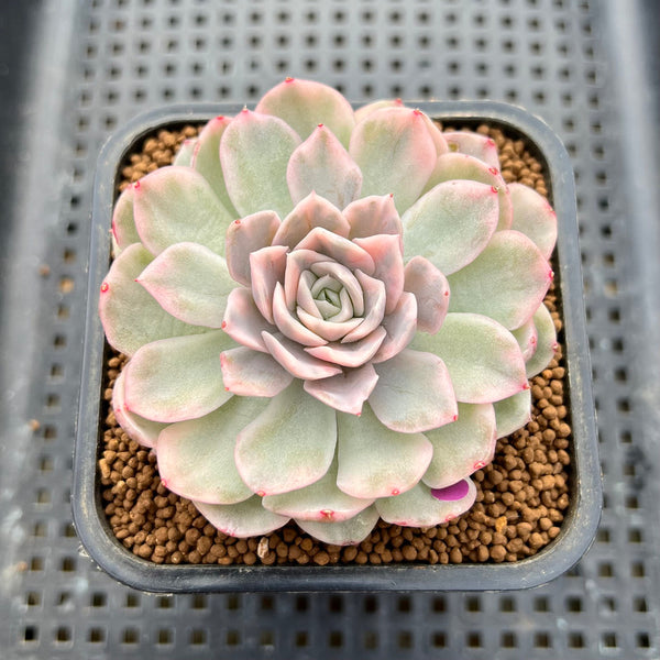 Echeveria 'Mexican Snowball' Variegated 3" Succulent Plant Cutting