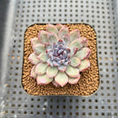 Echeveria 'Gemstone' 2" Succulent Plant Cutting